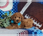 Small Photo #4 Miniature Labradoodle Puppy For Sale in OXFORD, PA, USA