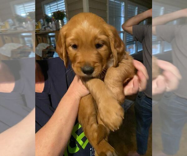 Medium Photo #1 Golden Retriever Puppy For Sale in BYRON, GA, USA