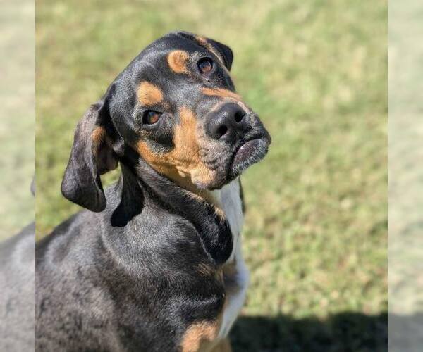 Medium Photo #1 Mutt Puppy For Sale in Shelburne, VT, USA