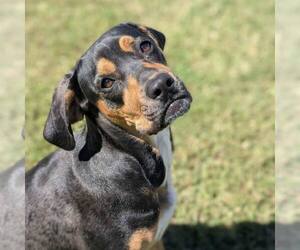 Mutt Dogs for adoption in Shelburne, VT, USA