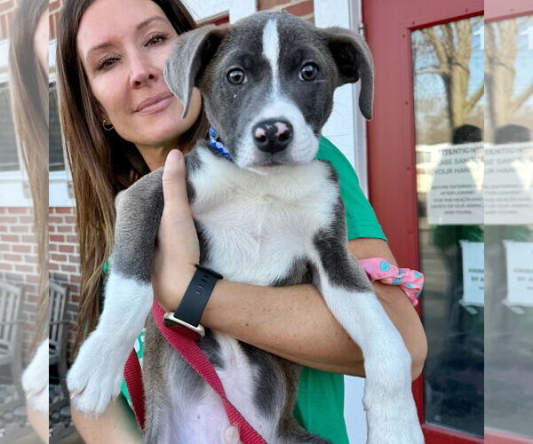 Medium Photo #1 American Pit Bull Terrier-Labrador Retriever Mix Puppy For Sale in GILBERTS, IL, USA