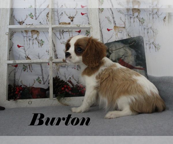 Medium Photo #1 Cavalier King Charles Spaniel Puppy For Sale in CHANUTE, KS, USA