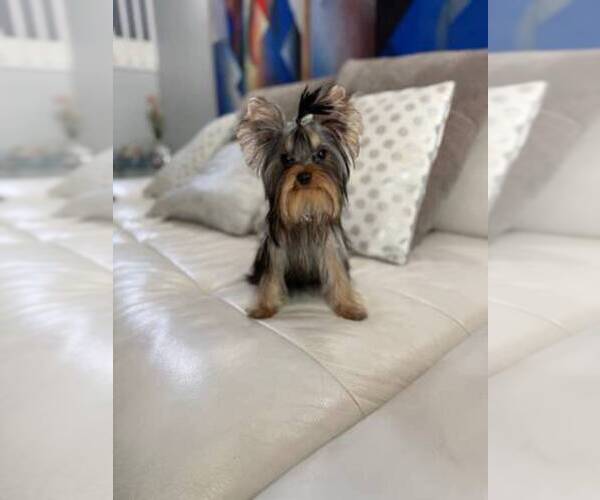 Medium Photo #2 Yorkshire Terrier Puppy For Sale in CORAL SPRINGS, FL, USA