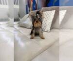 Small #1 Yorkshire Terrier