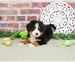 Small #4 Bernese Mountain Dog