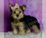 Puppy 4 Yorkshire Terrier