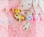 Small #8 Chihuahua