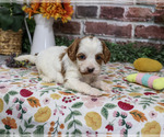 Alexa - Female Cavapoo (Miniature) Puppy for Sale - Photo #3