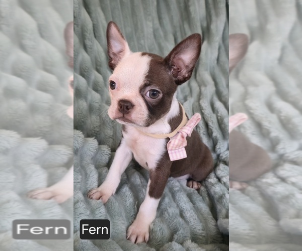 Medium Photo #1 Boston Terrier Puppy For Sale in MINERAL WELLS, WV, USA