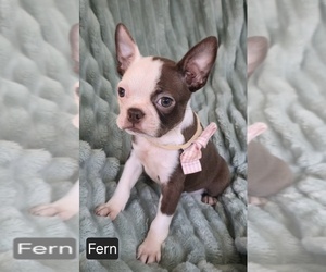 Boston Terrier Puppy for sale in MINERAL WELLS, WV, USA