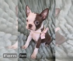 Image preview for Ad Listing. Nickname: Fern