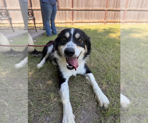 Medium Photo #5 Border-Aussie Puppy For Sale in Great Bend, KS, USA