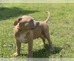 Small Photo #13 American Bully Puppy For Sale in RAEFORD, NC, USA