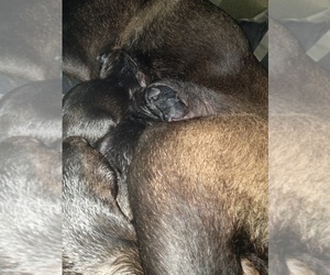 Malinois Puppy for sale in MILWAUKEE, WI, USA