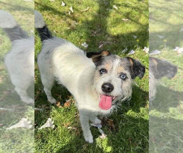 Medium Photo #1 Jack Russell Terrier-Unknown Mix Puppy For Sale in Conway, AR, USA