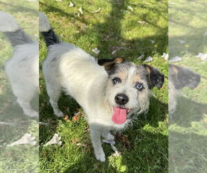 Jack Russell Terrier-Unknown Mix Dogs for adoption in Conway, AR, USA