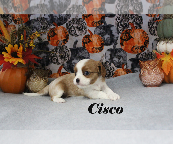 Medium Photo #46 Cavalier King Charles Spaniel Puppy For Sale in CHANUTE, KS, USA