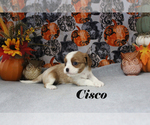 Small Photo #46 Cavalier King Charles Spaniel Puppy For Sale in CHANUTE, KS, USA