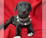 Small Labrador Retriever Mix