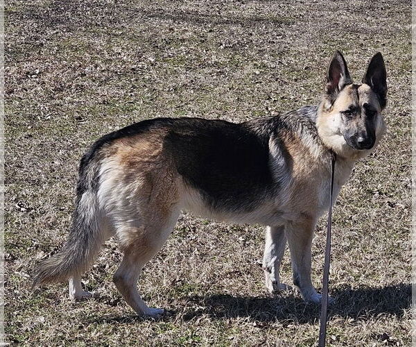 Medium Photo #1 German Shepherd Dog Puppy For Sale in Montgomery, AL, USA