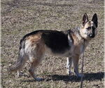 Small German Shepherd Dog
