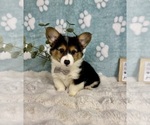 Small #3 Pembroke Welsh Corgi