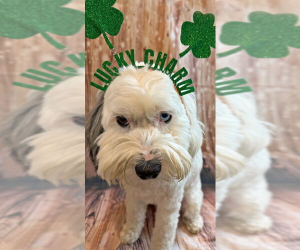 Medium Photo #2 Cock-A-Poo-Unknown Mix Puppy For Sale in Arlington, VA, USA