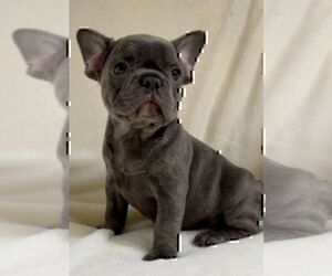 French Bulldog Puppy for Sale in TALLAHASSEE, Florida USA