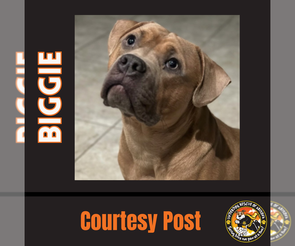 Medium Photo #1 American Pit Bull Terrier Puppy For Sale in Chandler, AZ, USA