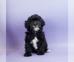 Small Photo #3 Shih-Poo Puppy For Sale in WARSAW, IN, USA