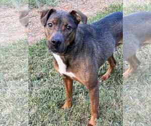 Mutt Dogs for adoption in Shelburne, VT, USA