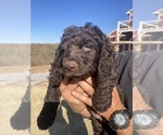 Small Photo #3 Boykin Spaniel Puppy For Sale in FLINTSTONE, GA, USA
