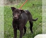 Small #3 Labrador Retriever Mix