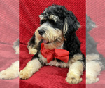 Small Photo #2 Bernedoodle (Miniature) Puppy For Sale in BULLARD, TX, USA