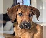 Small #3 Labrador Retriever Mix