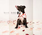 Small #1 American Staffordshire Terrier-Boxer Mix