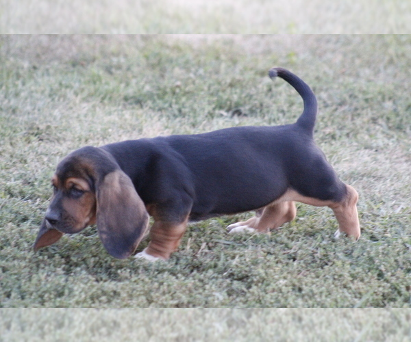 Medium Photo #14 Basset Hound Puppy For Sale in MEMPHIS, MO, USA