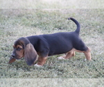 Small Photo #14 Basset Hound Puppy For Sale in MEMPHIS, MO, USA