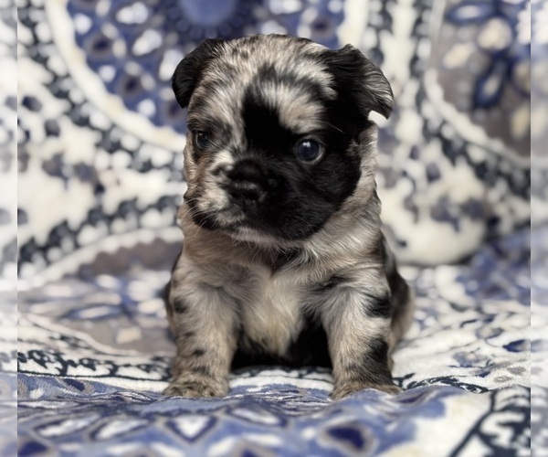 Medium Photo #4 French Bulldog Puppy For Sale in NEWTON, NJ, USA