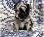 Small #3 French Bulldog