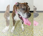 Small #3 Boxer Mix