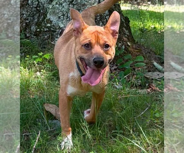 Medium Photo #1 Mutt Puppy For Sale in Rustburg, VA, USA