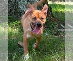 Small Mutt