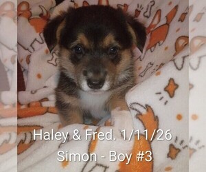 Pembroke Welsh Corgi Puppy for sale in OROVILLE, CA, USA