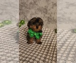 Small #3 Yorkshire Terrier
