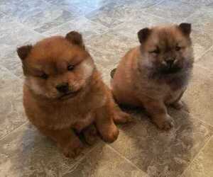 Chow Chow Puppy for sale in SOUTH BEND, IN, USA