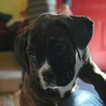 Small Photo #2 Boxer Puppy For Sale in KELLY, KS, USA