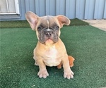 Small #1 French Bulldog