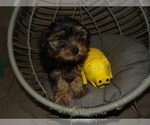 Puppy 1 Yorkshire Terrier