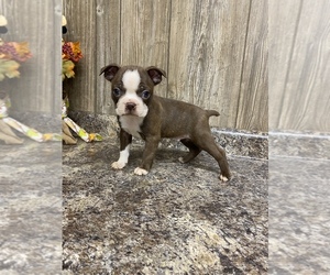 Boston Terrier Puppy for sale in MYRTLE, MO, USA